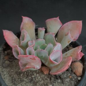 Echeveria Trumpet Pinky