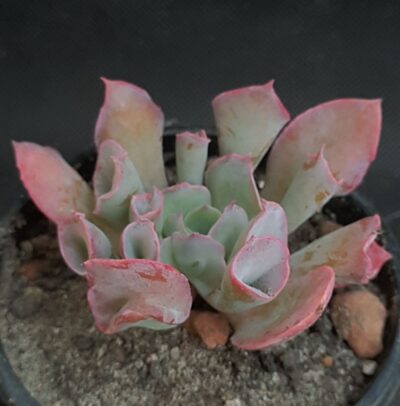 Echeveria Trumpet Pinky