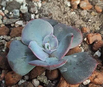 Echeveria ‘Cassyz’