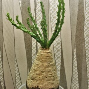 euphorbia-decidua-malawi-zimbabwe-zambia-2