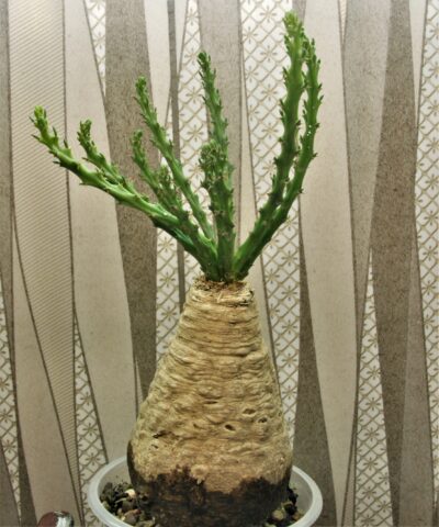 euphorbia-decidua-malawi-zimbabwe-zambia-2