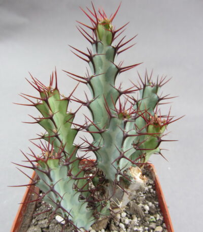 Euphorbia Greenwayi