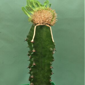 euphorbia-guillauminiana-f.-cristata-