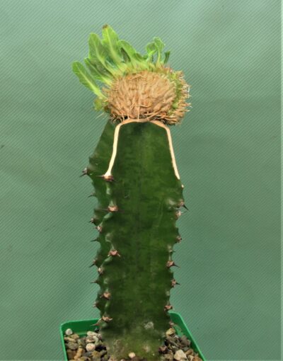 euphorbia-guillauminiana-f.-cristata-