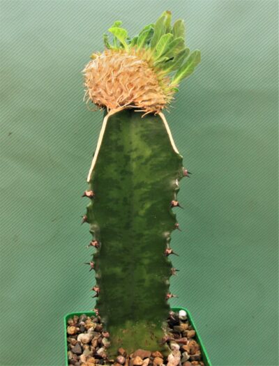 euphorbia-guillauminiana-f.-cristata- - Зображення 2
