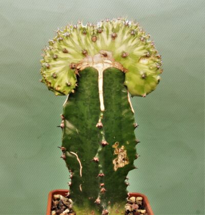 euphorbia-horwoodi-f.-cristata- - Зображення 2