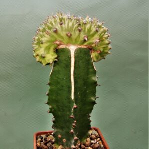 euphorbia-horwoodi-f.-cristata-