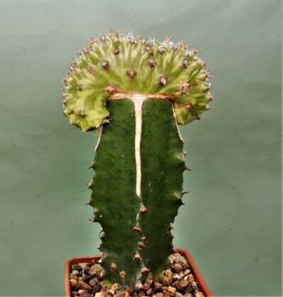 euphorbia-horwoodi-f.-cristata-