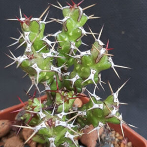 Euphorbia lenewtonii