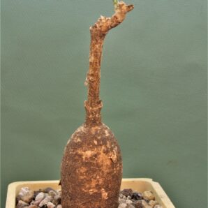 euphorbia-maritae-2