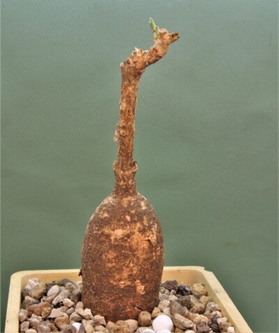 euphorbia-maritae-2