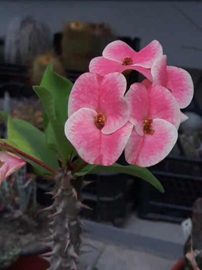 Euphorbia milii Siraya