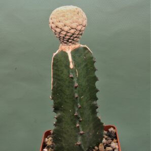 euphorbia-piscidermis-1