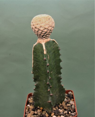 euphorbia-piscidermis-1