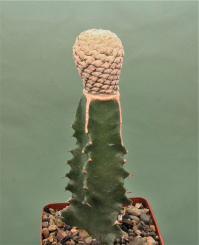 euphorbia-piscidermis-2