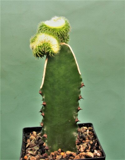 euphorbia-susannae-f.cristata-variegate-2 - Зображення 2