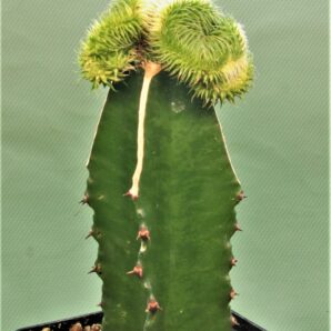 euphorbia-susannae-f.cristata-variegate-2