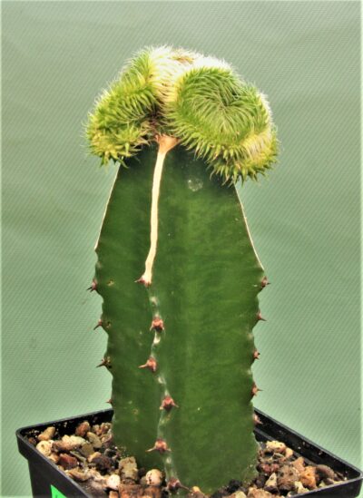 euphorbia-susannae-f.cristata-variegate-2