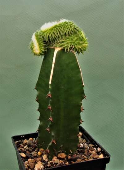 euphorbia-susannae-f.cristata-variegate-2 - Зображення 3