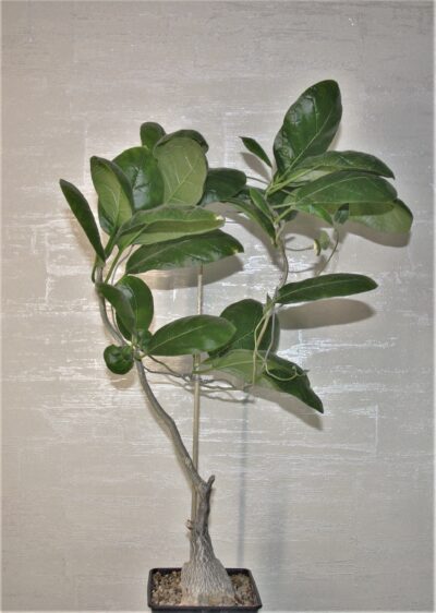 fockea-multiflora.-es20248.-doroma-prov.-tanzania - Зображення 2