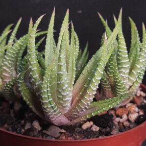 Haworthia fasciata white bird