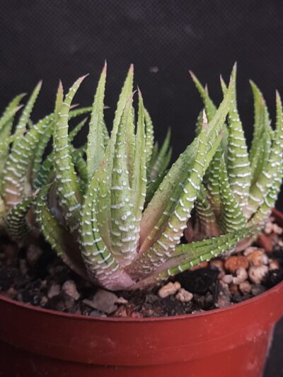 Haworthia fasciata white bird
