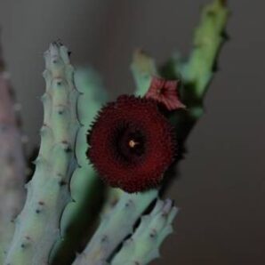 Huernia pendula