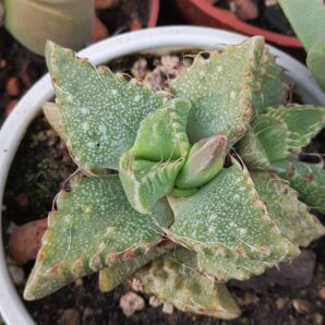 Faucaria Tuberculosa