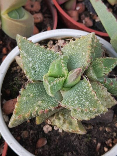 Faucaria Tuberculosa
