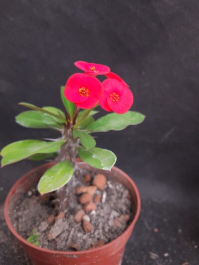 Euphorbia milii