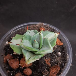 Agave isthmensis ‘Ohi Raijin Shiro Nakafu’ – Variegated Dwarf