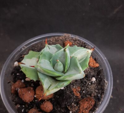 Agave isthmensis ‘Ohi Raijin Shiro Nakafu’ – Variegated Dwarf