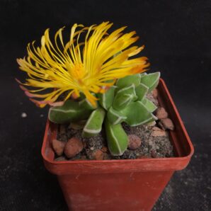 Faucaria bosscheana