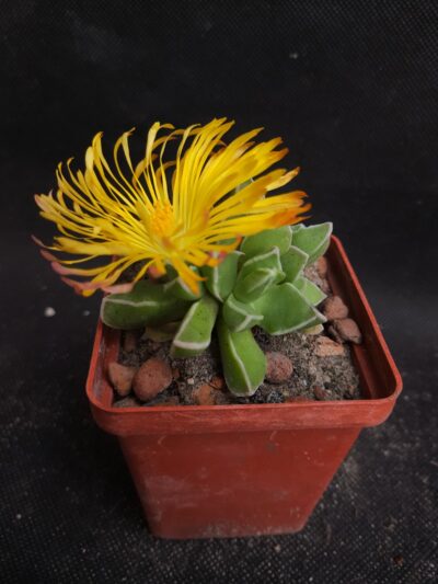 Faucaria bosscheana