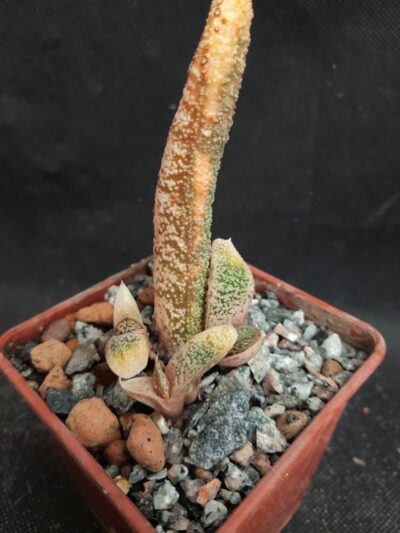 Gasteria sp. variegata