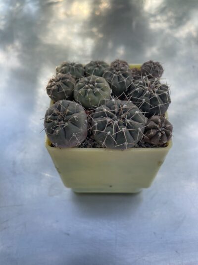 Gymnocalycium ferrari - Зображення 2