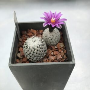 Turbinicarpus valdezianus violet flоwers 200 гр D 20 мм и меньше