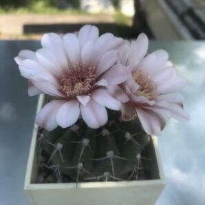 Gymnocalycium ferrari