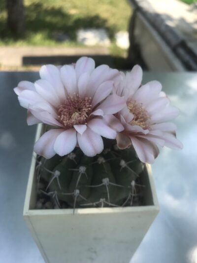 Gymnocalycium ferrari