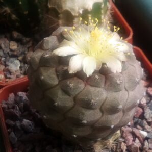 Насіння Copiapoa hypogaea