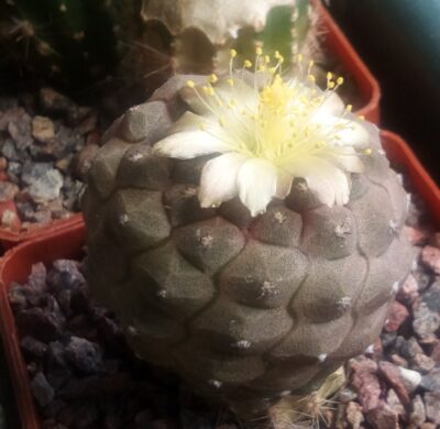 Насіння Copiapoa hypogaea