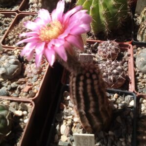 насіння Echinocereus reichenbachii JRT214