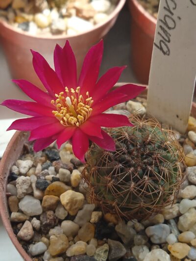 sulcorebutia franciana - Зображення 2