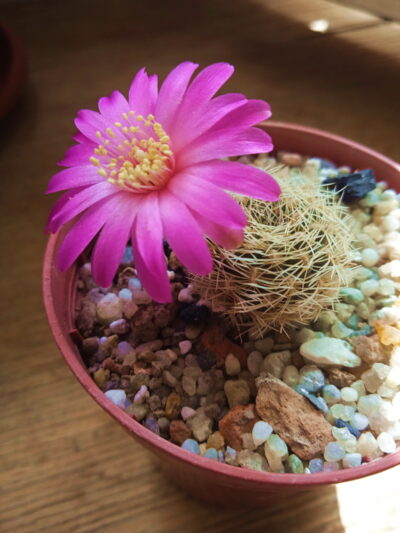 Sulcorebutia albissima HS 1224 - Зображення 3