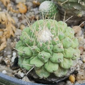 Strombocactus disciformis