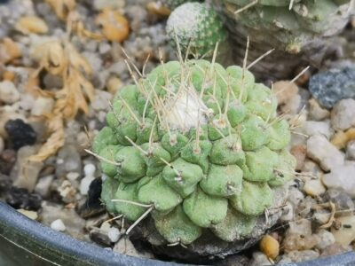 Strombocactus disciformis