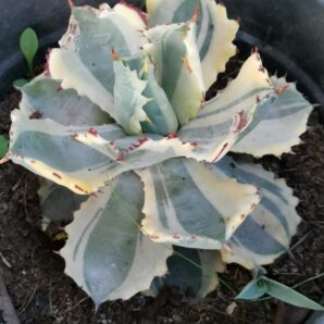 Agave Isthmensis Kabutogani var