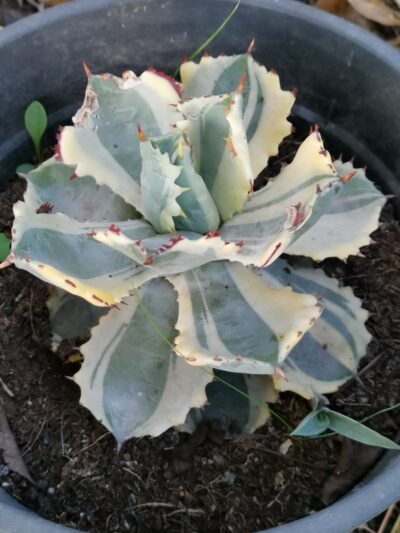 Agave Isthmensis Kabutogani var