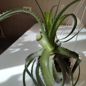 Hechtia
