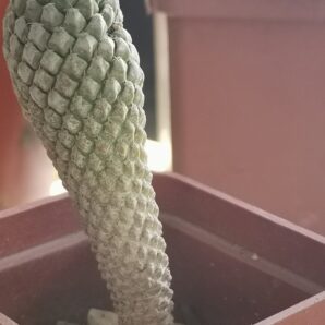 Encephalocarpus strobiliformis